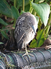 Nycticorax nycticorax