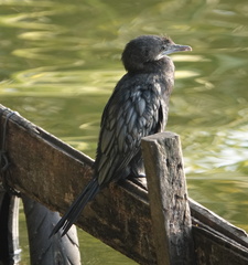 Microcarbo niger