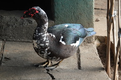 Cairina moschata domestica