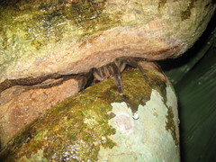 Psalmopoeinae