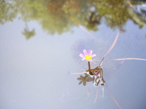 Forked fanwort (Cabomba furcata)