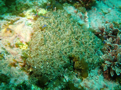 Eudistoma psammion