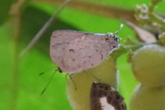 Ostrinotes sophocles