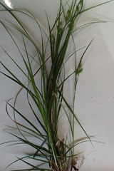 Carex caroliniana
