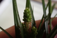 Carex caroliniana