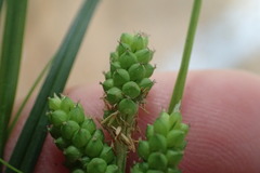 Carex caroliniana