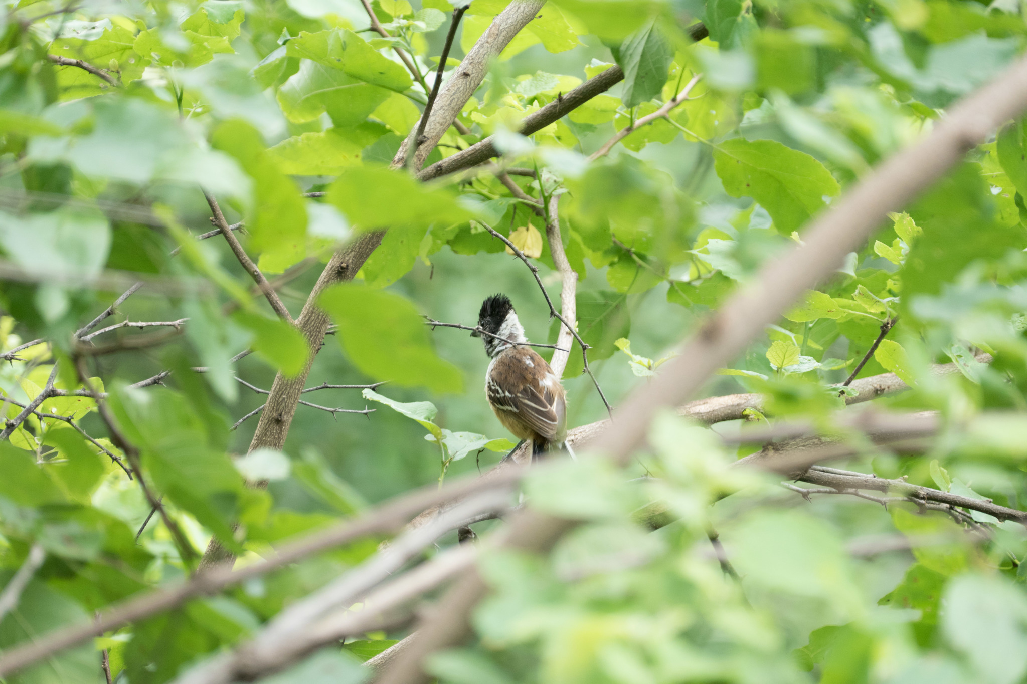Thamnophilus bernardi image