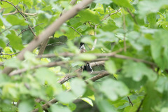 Thamnophilus bernardi