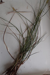 Carex festucacea