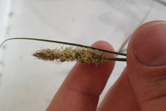 Carex festucacea
