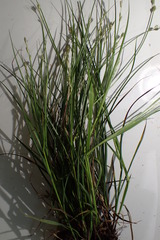Carex reniformis