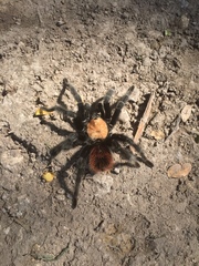 Brachypelma albiceps