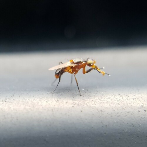 Saltella sphondylii photo 2