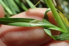 Carex reniformis