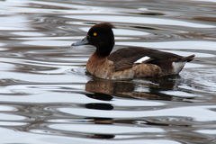 Aythya fuligula