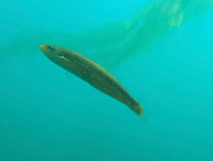 Halichoeres californicus