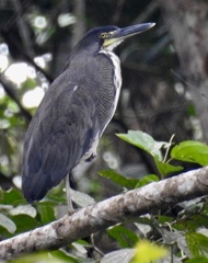 Tigrisoma fasciatum