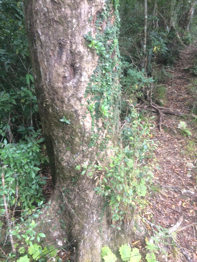 Syzygium euphlebium