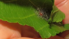 Euproctis punctifera