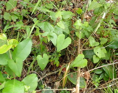 Dioscorea mundii