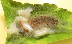 Euproctis punctifera