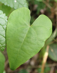 Dioscorea mundii