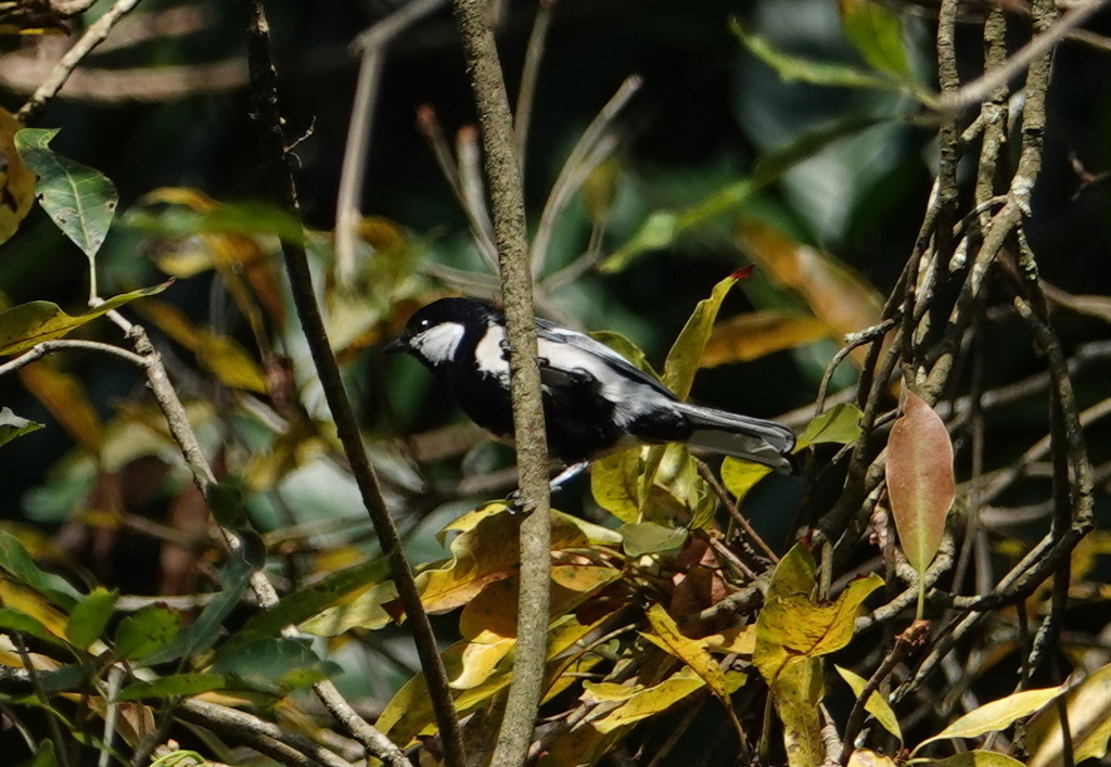 Parus cinereus mahrattarum
