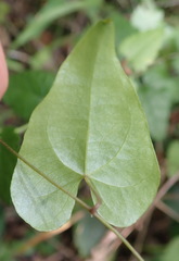Dioscorea mundii