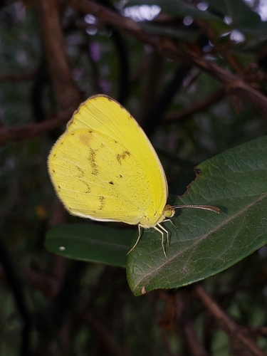 Mimosa Yellow