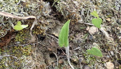 Dioscorea mundii