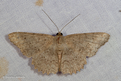 Luxiaria submonstrata