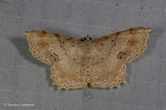 Calletaera subexpressa