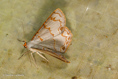 Cassyma sciticincta