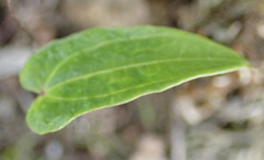 Dioscorea mundii