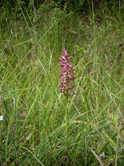 Anacamptis coriophora
