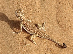 Phrynocephalus arabicus