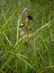Ophrys bertolonii