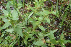 Gratiola virginiana