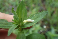 Gratiola virginiana