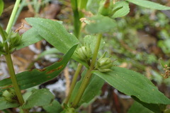 Gratiola virginiana