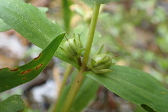 Gratiola virginiana