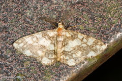 Alcis maculata