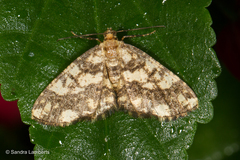 Alcis maculata