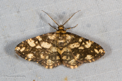 Alcis maculata