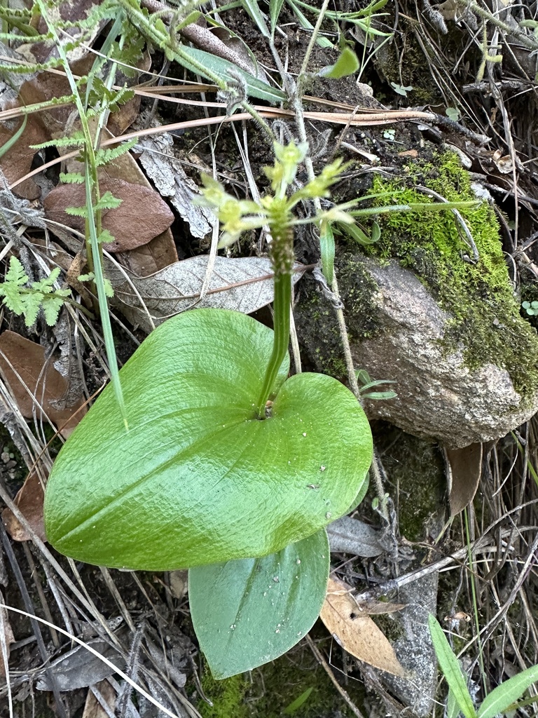 Huachuca Mountain adder'smouth orchid in September 2023 by Matthew