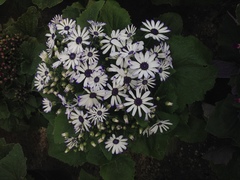 Pericallis