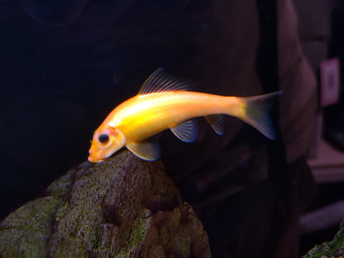 Chinese Algae Eater
