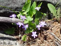 Viola novae-angliae