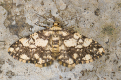 Alcis maculata