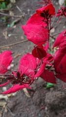Magnoliopsida